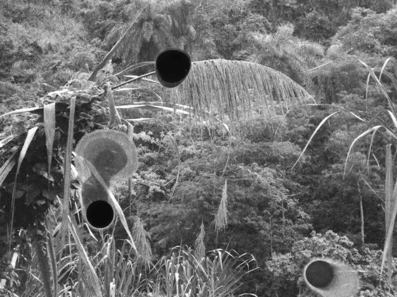 A preview of films from 2022 Diffusion Summer Program
